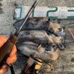 2025 佐渡ヶ島エギング Vol.30【10月15日】